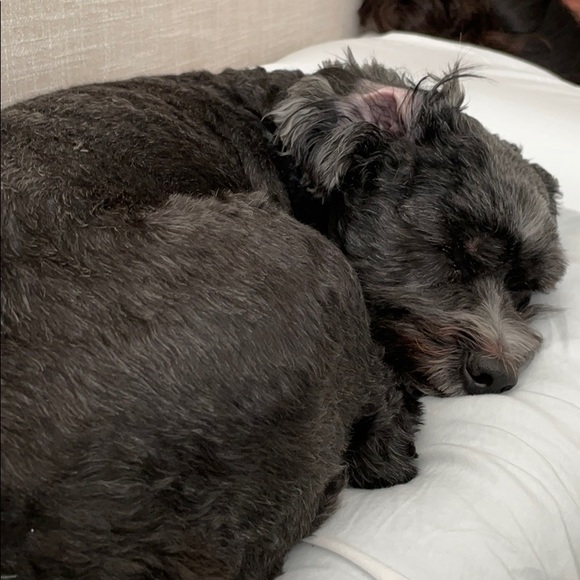 Meet your Posher, Sam - Picture 1 of 1